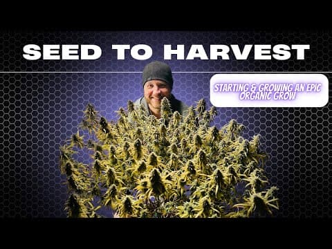 I Grew Cannabis From SEED To Harvest With TOP Tips