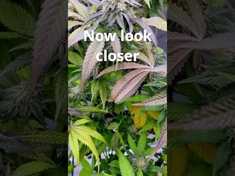 Insane trichome density on Grandpa's Cookies βοΈ