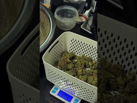 Trim 1/4 Pound in 20 Mins - This Machine is a Home Grower's Dream!