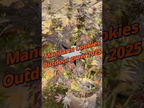 Mandarin Cookies gets these insane colors 🌿 #growtok #cannabis