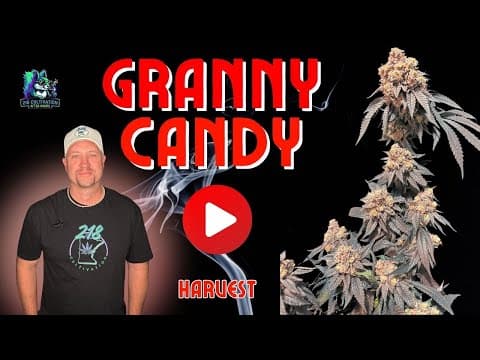 🌿 Harvesting the Granny Candy Strain From Flower to Cure! 🌿