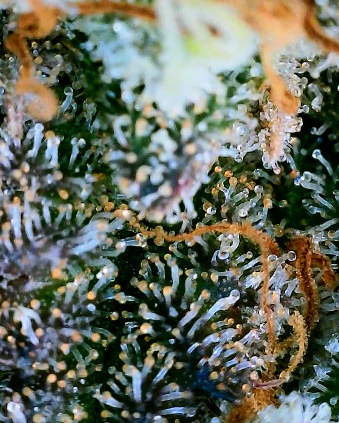 Macro view of cannabis trichomes with many amber and golden heads among milky ones, orange pistils running through the cluster