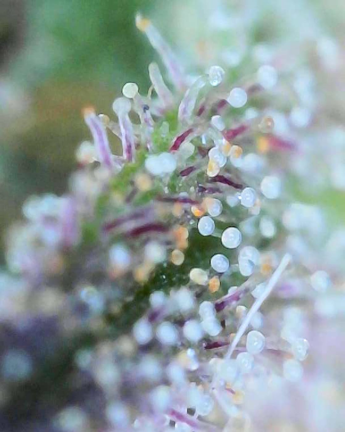 Macro view of cannabis trichomes, mostly cloudy white heads on clear stalks with a scattering of amber ones, among dark purple pistils